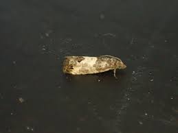 Attēlu rezultāti vaicājumam “Spilonota ocellana”