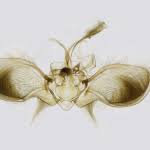 Attēlu rezultāti vaicājumam “Anticollix sparsata”