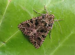 Attēlu rezultāti vaicājumam “Hadena rivularis”