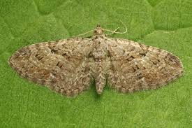 Attēlu rezultāti vaicājumam “Eupithecia pusillata”