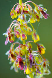 Attēlu rezultāti vaicājumam “Rumex obtusifolius flower”