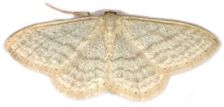 Attēlu rezultāti vaicājumam “Idaea sylvestraria”
