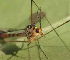 Attēlu rezultāti vaicājumam “Lamprotettix nitidulus”