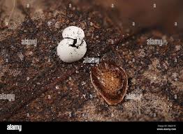 Attēlu rezultāti vaicājumam “Didymium difforme”