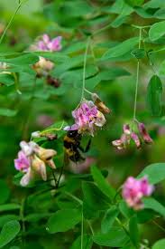 Attēlu rezultāti vaicājumam “Lathyrus niger leaf”