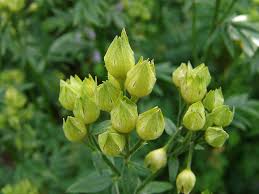 Attēlu rezultāti vaicājumam “Polemonium caeruleum flower”