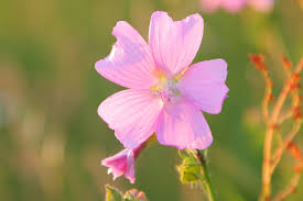 Image result for Malva moschata