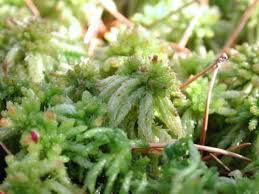 Attēlu rezultāti vaicājumam “Sphagnum sporophyte”