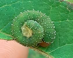 Attēlu rezultāti vaicājumam “Allantus cinctus”