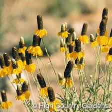 Image result for Ratibida columnifera