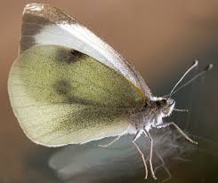 Attēlu rezultāti vaicājumam “Pieris brassicae male”