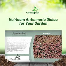 Attēlu rezultāti vaicājumam “Antennaria dioica fruit”