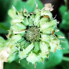 Attēlu rezultāti vaicājumam “Calendula officinalis leaf”
