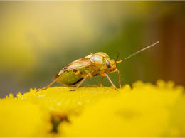 Attēlu rezultāti vaicājumam “Lygus pratensis nymph”