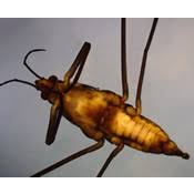 Attēlu rezultāti vaicājumam “Gerridae”