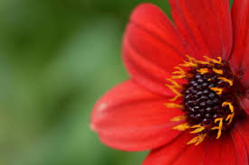 Attēlu rezultāti vaicājumam “Diderma hemisphaericum spores”