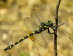 Attēlu rezultāti vaicājumam “Cordulidae”