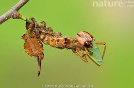 Attēlu rezultāti vaicājumam “Stauropus fagi larva”