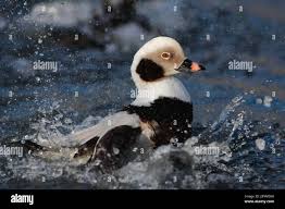 Attēlu rezultāti vaicājumam “Clangula hyemalis male”