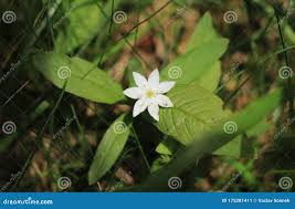 Attēlu rezultāti vaicājumam “Trientalis europaea leaf”