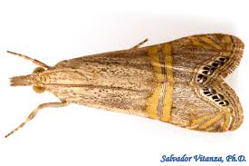 Attēlu rezultāti vaicājumam “Crambidae”