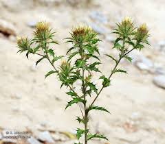Attēlu rezultāti vaicājumam “Carlina vulgaris”