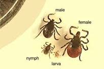 Attēlu rezultāti vaicājumam “Ixodes female”