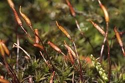 Attēlu rezultāti vaicājumam “Didymodon rigidulus sporophyte”