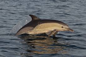 Image result for Delphinus delphis