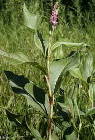 Attēlu rezultāti vaicājumam “Polygonum amphibium flower”