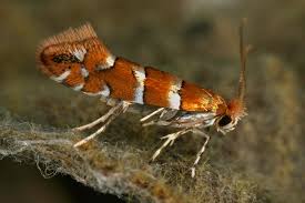 Attēlu rezultāti vaicājumam “Phyllonorycter nicellii”