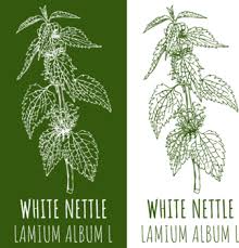 Attēlu rezultāti vaicājumam “Lamium album leaf”