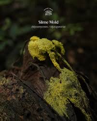 Attēlu rezultāti vaicājumam “Willkommlangea reticulata plasmodium”