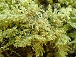 Attēlu rezultāti vaicājumam “Ctenidium molluscum”