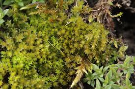 Attēlu rezultāti vaicājumam “Bryum rubens”
