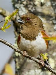 Image result for Pipilo erythrophthalmus