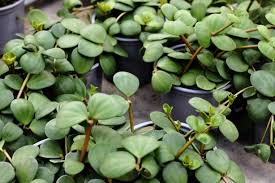 「銅錢草」的圖片搜尋結果