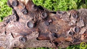 Attēlu rezultāti vaicājumam “Biscogniauxia marginata”