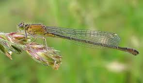 Attēlu rezultāti vaicājumam “Ischnura elegans”