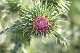 Image result for Silberdistel