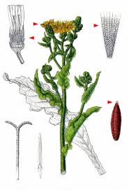 Attēlu rezultāti vaicājumam “Picris hieracioides”