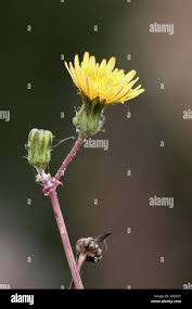 Attēlu rezultāti vaicājumam “Sonchus oleraceus bud”