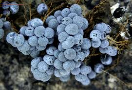 Attēlu rezultāti vaicājumam “Badhamia affinis”