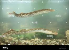 Image result for Petromyzon marinus