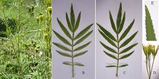 Attēlu rezultāti vaicājumam “Tagetes leaf”