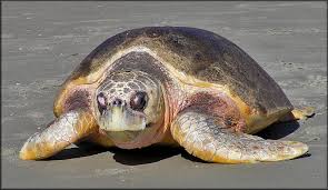 Image result for Caretta caretta