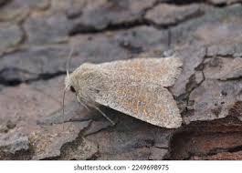 Attēlu rezultāti vaicājumam “Orthosia cruda”