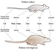 Attēlu rezultāti vaicājumam “Rattus norvegicus”