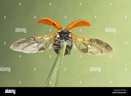 Attēlu rezultāti vaicājumam “Coccinella septempunctata”