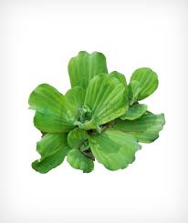 Attēlu rezultāti vaicājumam “Pistia stratiotes leaf”